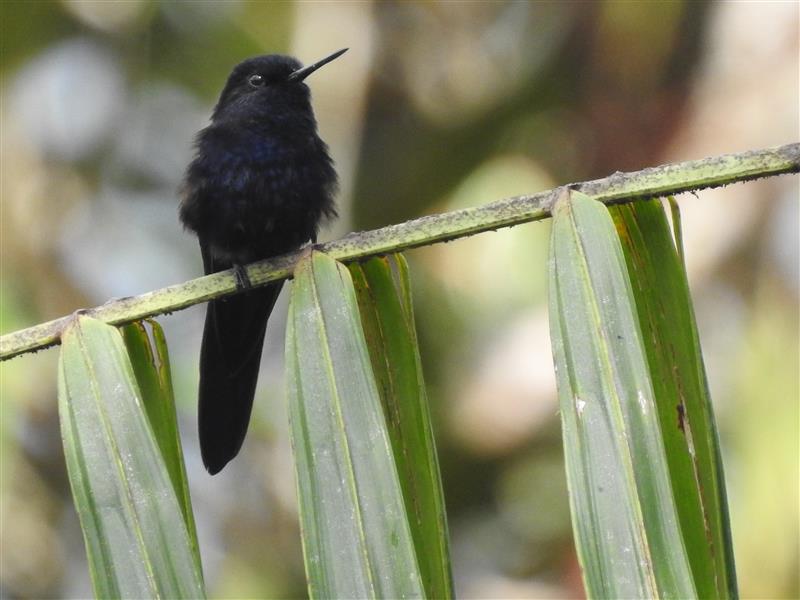 LUNDIN GOLD Y LA UNIVERSIDAD TÉCNICA PARTICULAR DE LOJA (UTPL) ESTUDIAN ESPECIES CLAVE DE LA AMAZONÍA PARA IMPULSAR SU CONSERVACIÓN